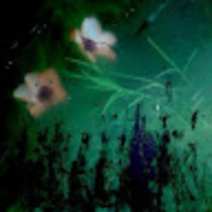 Meet your Posher, Catt